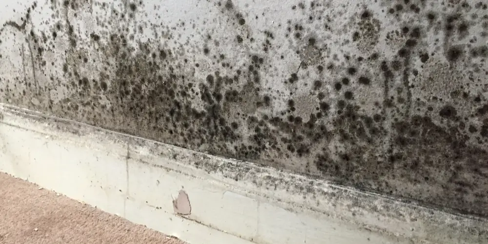 Mould Prevention Solutions
Effective Mould Prevention Solutions for Homes in High Humidity Areas